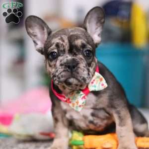 Chelsie, French Bulldog Puppy